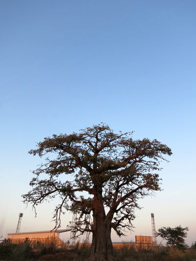 baobab1